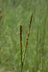 Eastern gamagrass